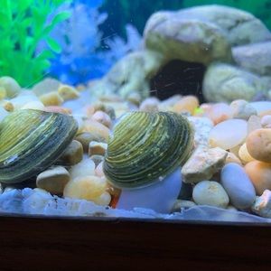 Meet your Posher, Cameron